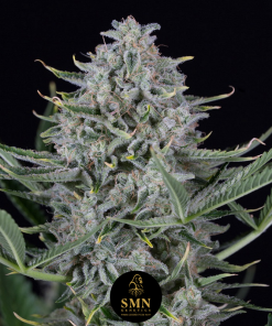 gorilla glue auto smn genetics semi