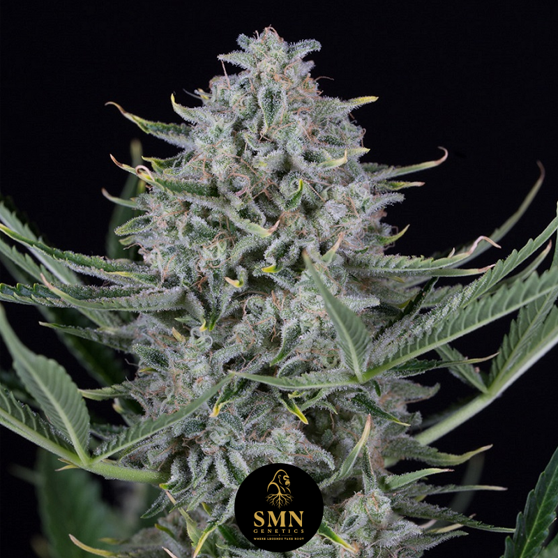 gorilla glue auto smn genetics semi