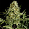 gorilla glue smn genetics semi