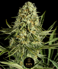 gorilla glue smn genetics semi