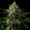 hash burger auto smn genetics semi