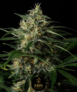 hash burger auto smn genetics semi