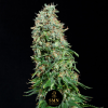hash burger smn genetics semi