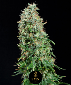 hash burger smn genetics semi