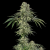 jamaican mountain stag silent seeds