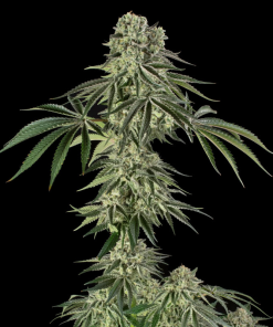 jamaican mountain stag silent seeds