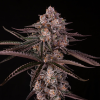 jamaican sunset stag silent seeds