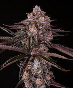 jamaican sunset stag silent seeds