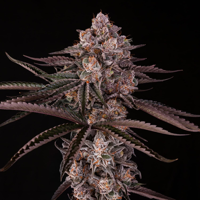 jamaican sunset stag silent seeds