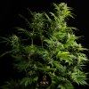 jelly zkittlez auto smn genetics semi