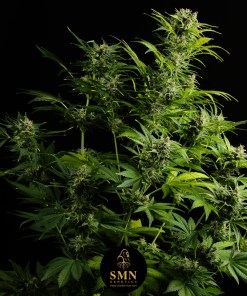 jelly zkittlez auto smn genetics semi