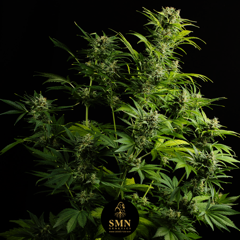 jelly zkittlez auto smn genetics semi