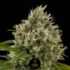 jelly zkittlez smn genetics semi