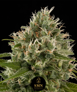 jelly zkittlez smn genetics semi