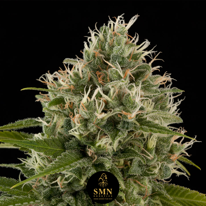 jelly zkittlez smn genetics semi