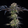 julian marley special stag silent seeds