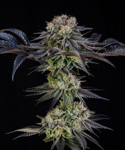 julian marley special stag silent seeds