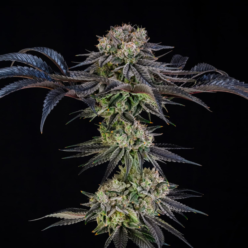 julian marley special stag silent seeds