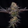king of kings stag silent seeds