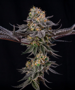 king of kings stag silent seeds