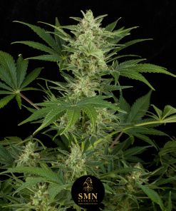 kush mintz auto smn genetics semi