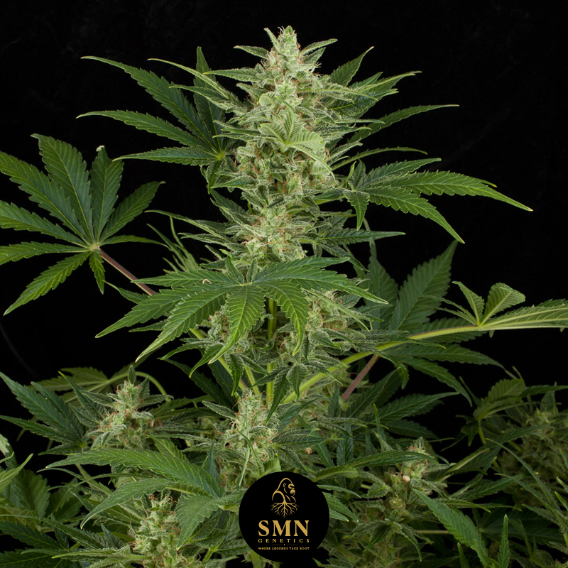 kush mintz auto smn genetics semi
