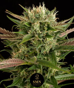 kush mintz smn genetics semi