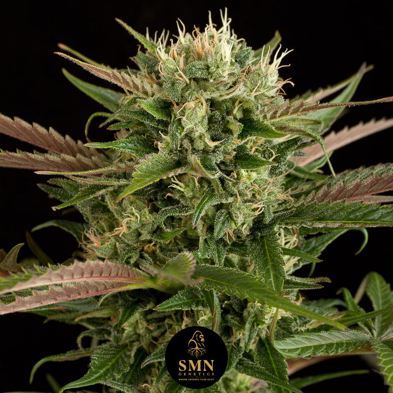 kush mintz smn genetics semi