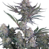 lemon tree auto