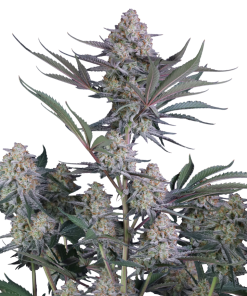 lemon tree auto