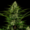 mac auto smn genetics semi