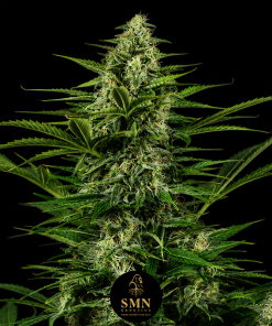 mac auto smn genetics semi