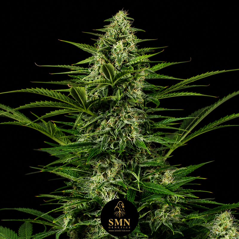 mac auto smn genetics semi
