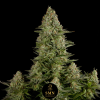 mac smn genetics semi