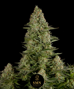 mac smn genetics semi