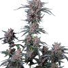 mango cherry runtz auto