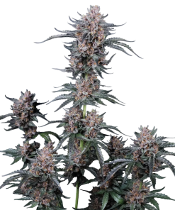 mango cherry runtz auto