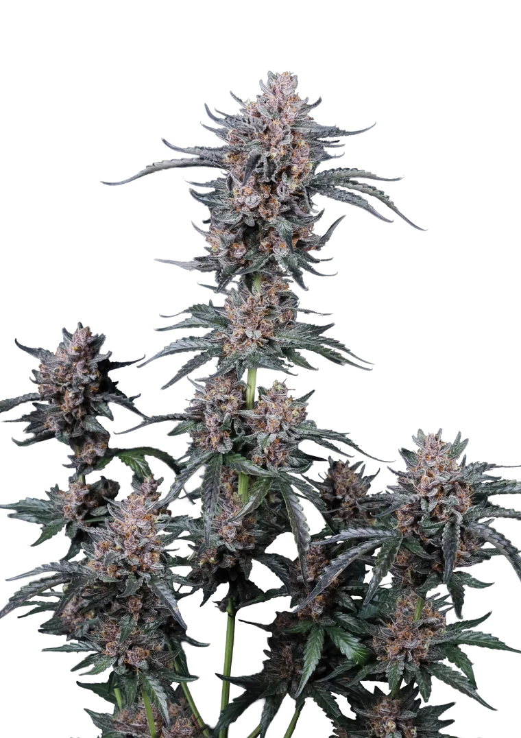mango cherry runtz auto