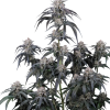 mango frost fastbuds