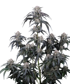 mango frost fastbuds