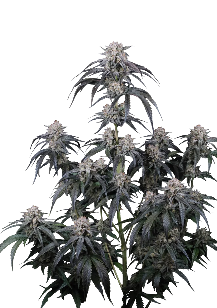 mango frost fastbuds