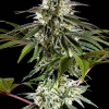mexican sativa galeria 1