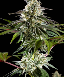 mexican sativa galeria 1