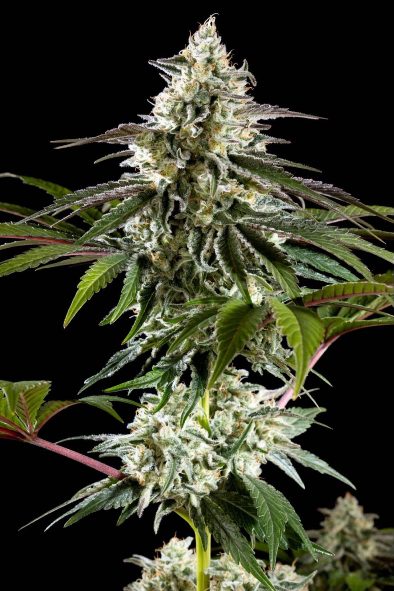 mexican sativa galeria 1