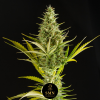 mimosa donutz auto smn genetics semi