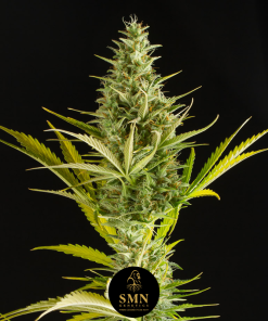 mimosa donutz auto smn genetics semi
