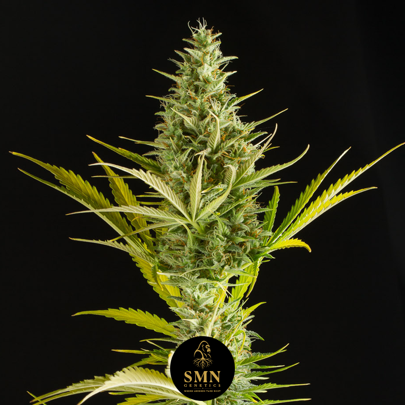 mimosa donutz auto smn genetics semi