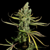 mimosa donutz smn genetics semi