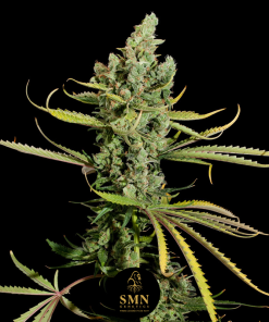mimosa donutz smn genetics semi