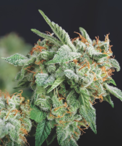 northern lights x runtz